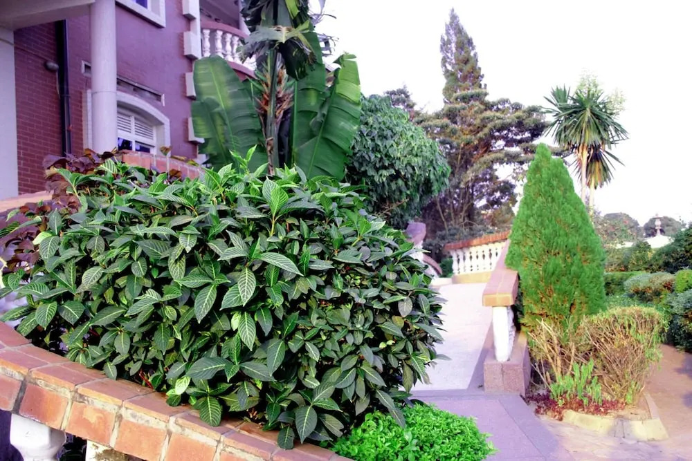Diplomat Apartments