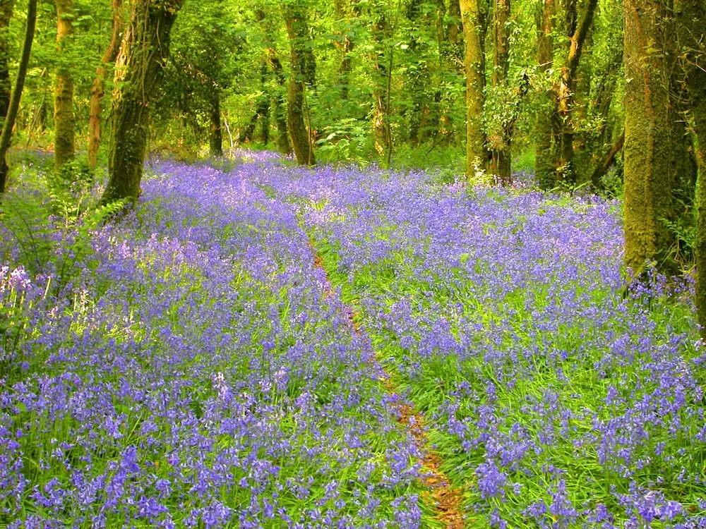 Bluebell Lodge