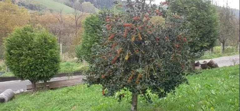 Haizeaberri