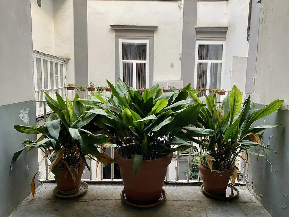 Cache-nez, Piazza Dante Napoli