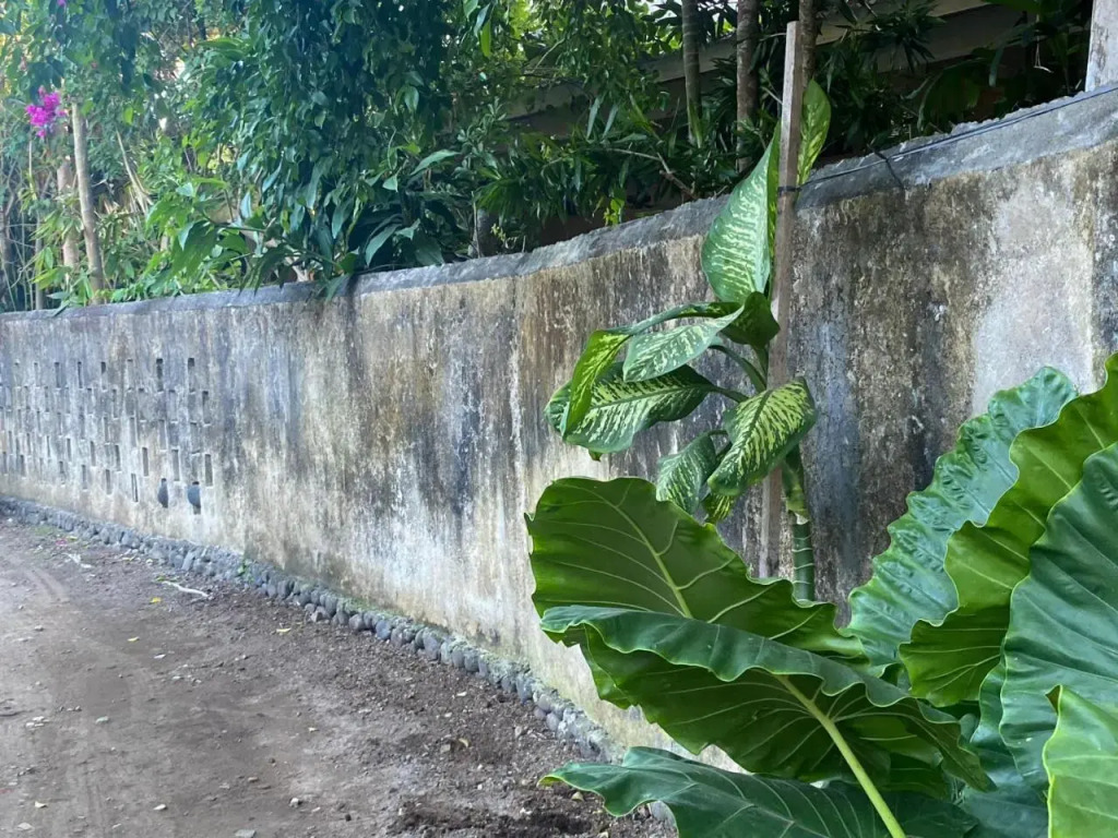 Shady Grove Healing Centre and Homestay