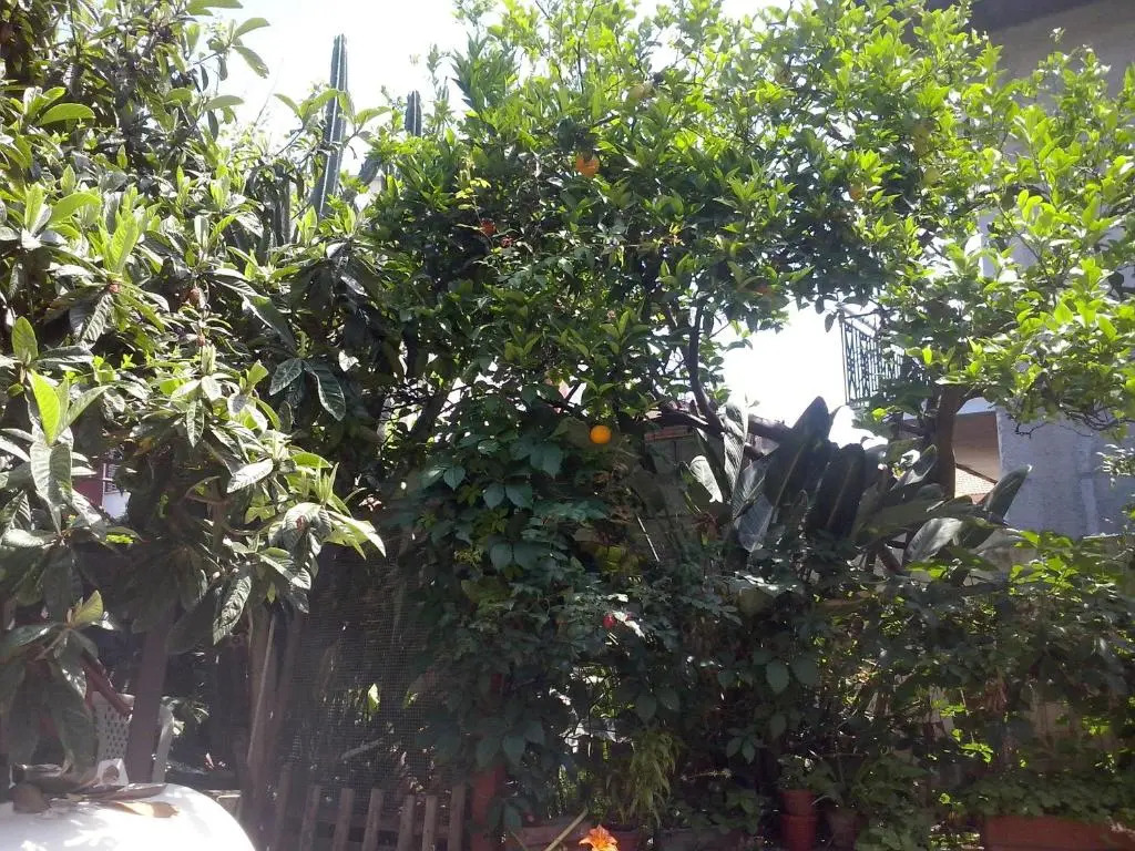 La Camelia