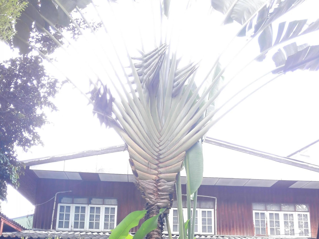 Elegant Lanna Guesthouse