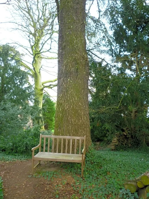 au vieux cèdre