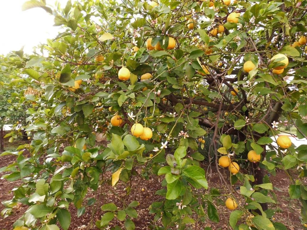 Agriturismo Limoneto