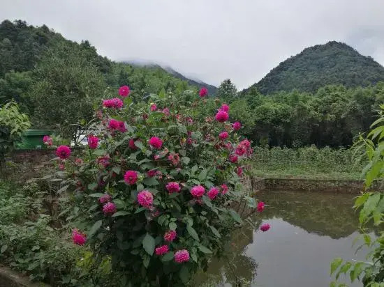 simianshan Chiming Shanzhuang