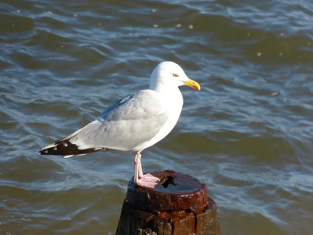 Thornhill Hotel