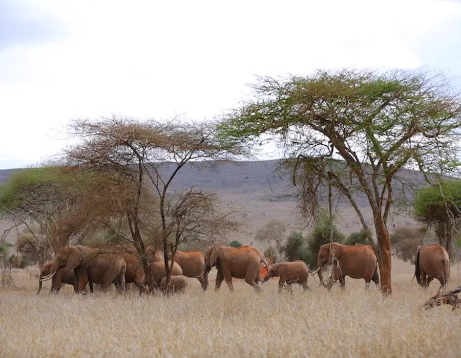 Taita Hills Safari Resort & Spa