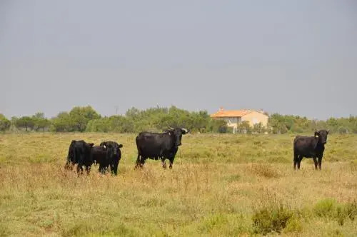 Gite Du Mas Bardouine