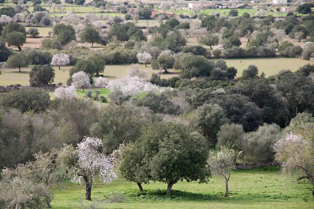 Finca Pujol den Miquel