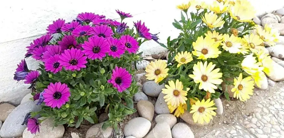 Bungalow Minonthebeach