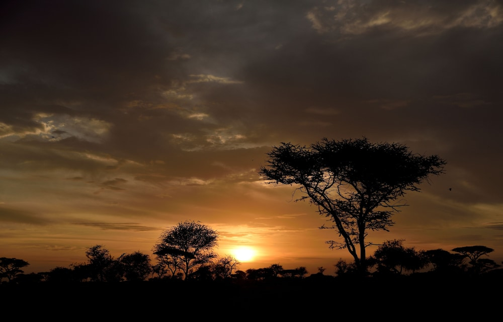 Ikoma Bush Camp
