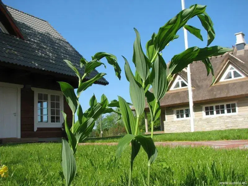 Uueelu Holiday Homes