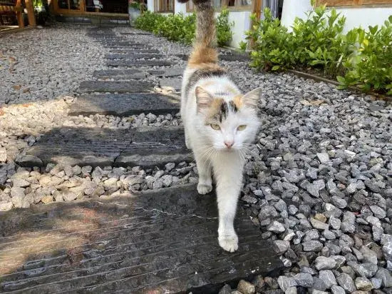 Sheyu Homestay