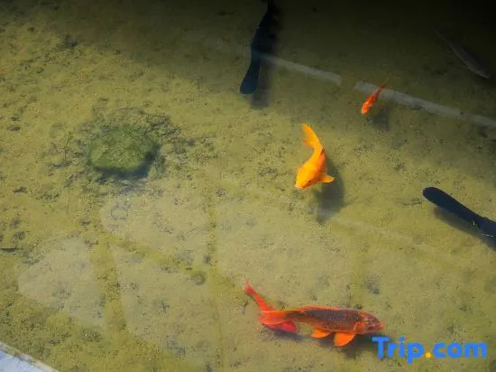 Anji Double Fish Hall Hot Spring Resort B&B (Longwangshan Canyon Drift Shop)