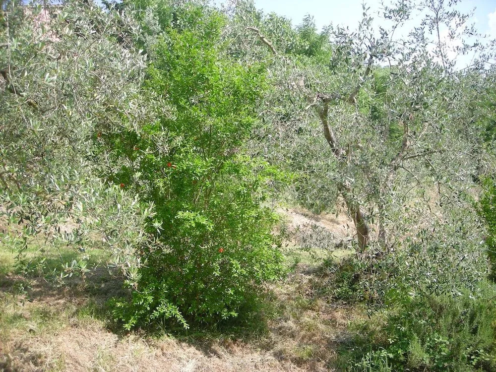 Il Barbagianni