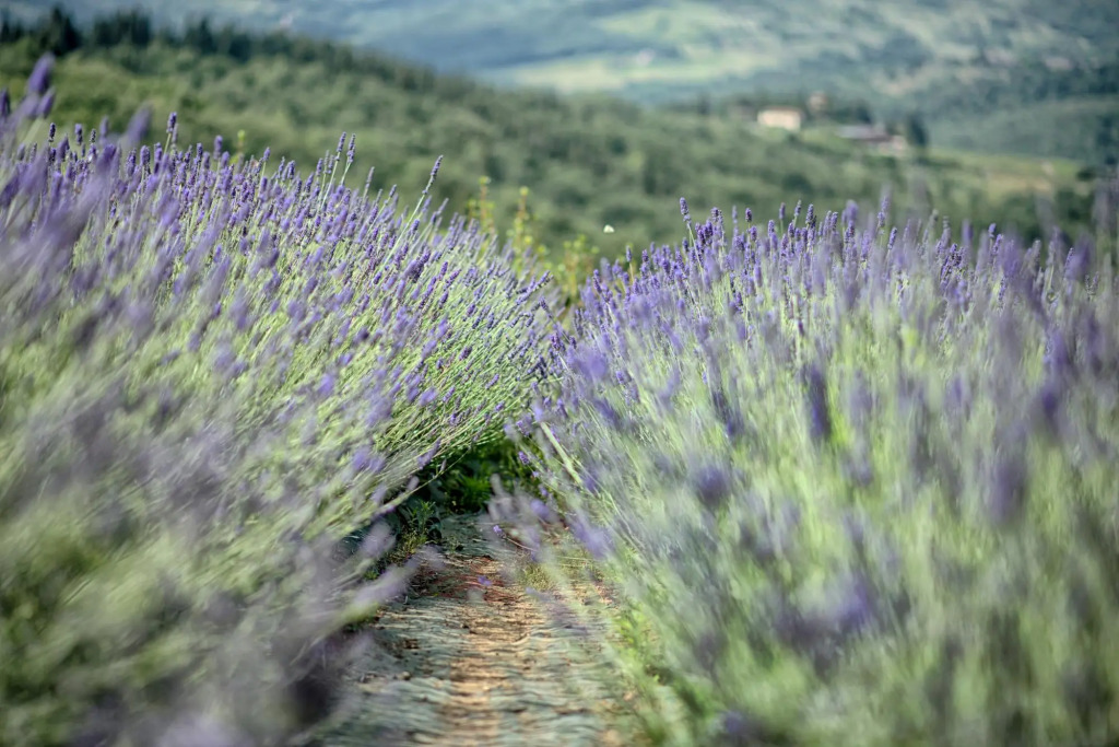Luxury Chianti in Olive