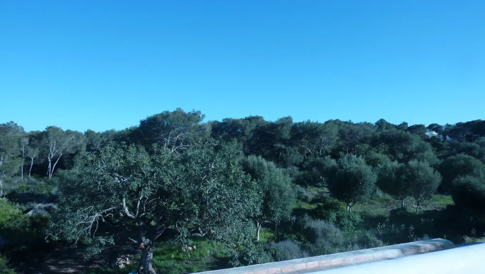 Villa Servera - Es jardí