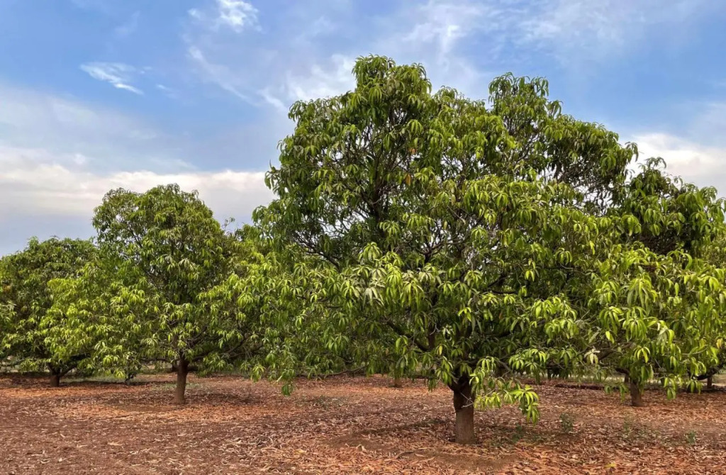 The Postcard Gir Wildlife Sanctuary