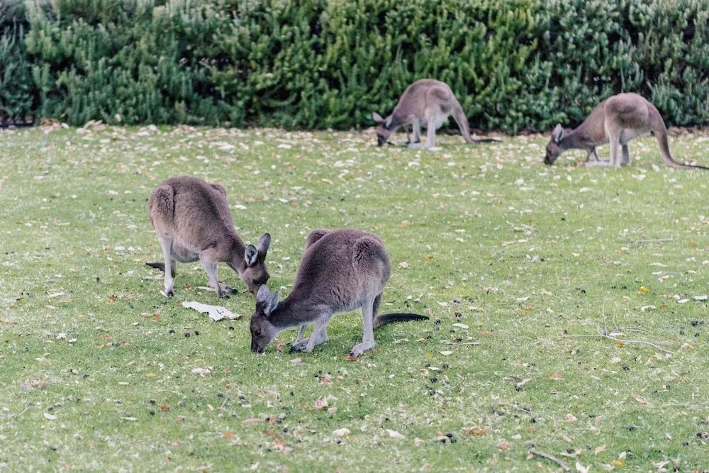 Yanchep Inn