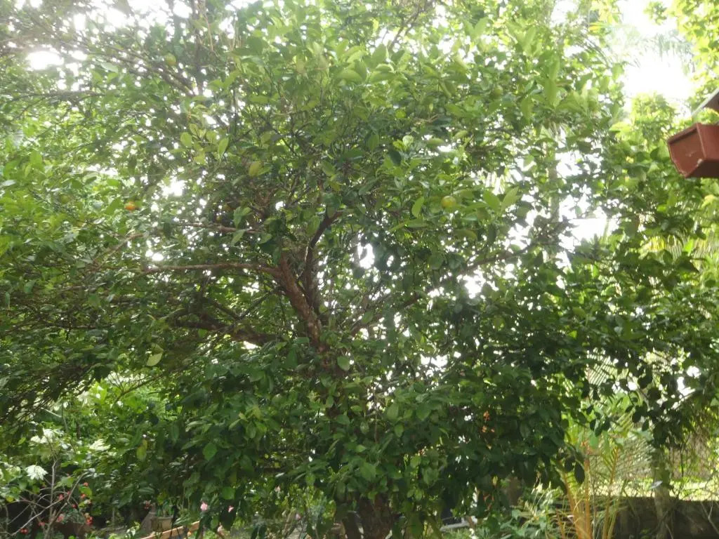 New Jaya Villa