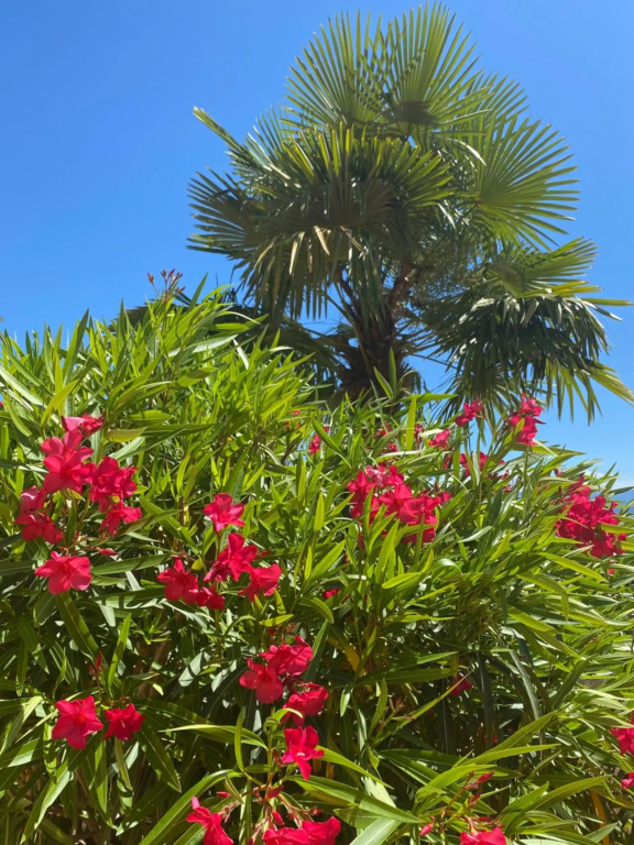 VILLA LOVRAN - heated pool - 5 min walk to the beach - incredible sea view