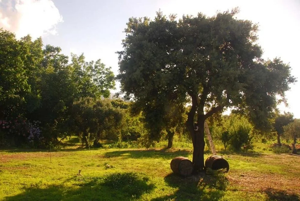 Alekas Studios