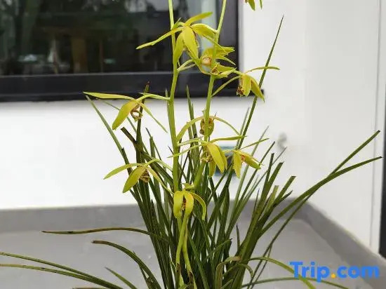 Jiuhua Mountain Yifang Heart Stay Homestay