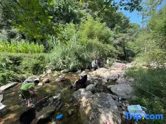 Tea  · Xingzhi Mountain Resort Homestay