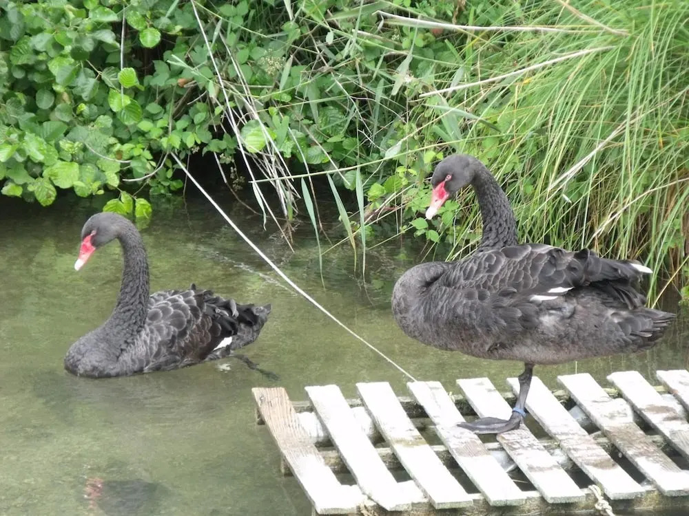 Les Cygnes Noirs