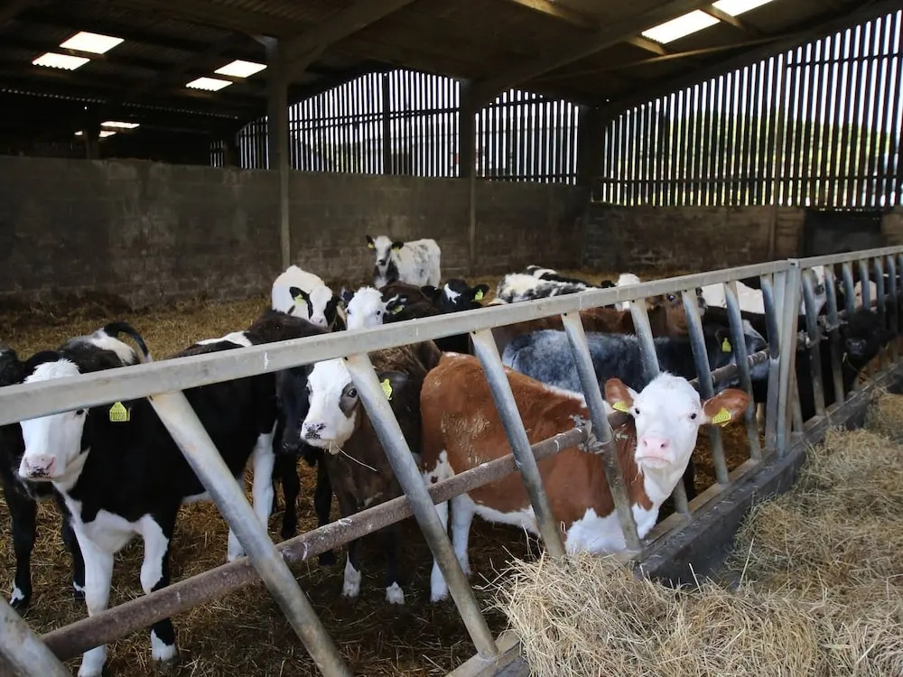 Trenona Farm Holidays
