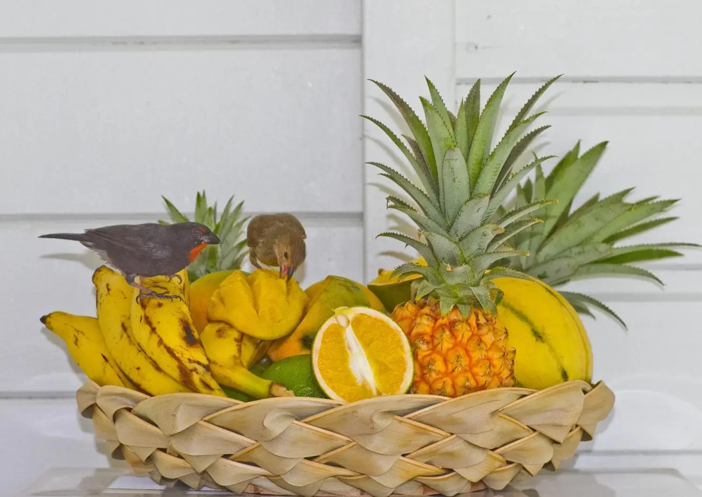 O Coeur de Deshaies Appartements Grande Anse et Amandiers