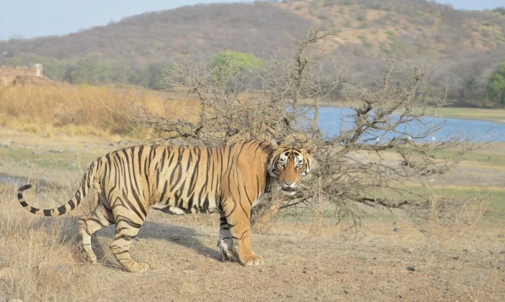 Ginger Ranthambore,Sawai Madhopur