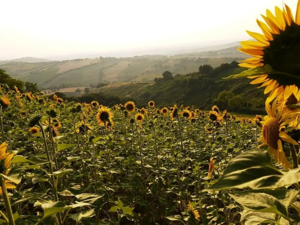 B&B La Collina Dorata