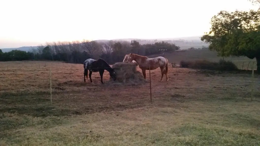 Wild Berry Guest Farm