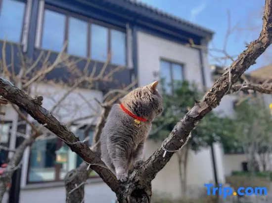 Loulan Courtyard Homestay (Suzhou Pingjiang Road Humble Administrator's Garden)