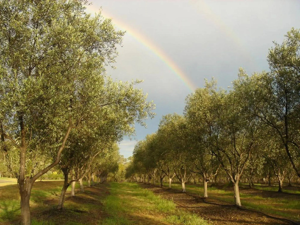 Adina Vineyard