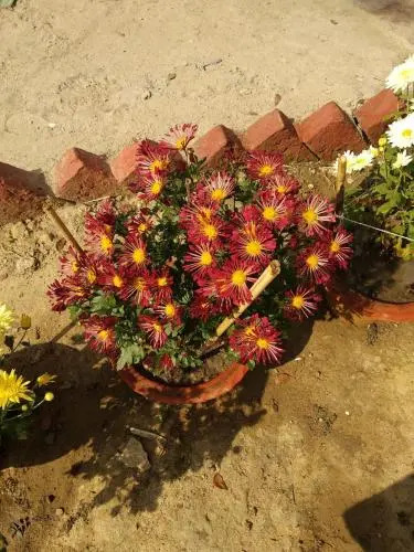 Vamoose Shantiniketan Bichitrita