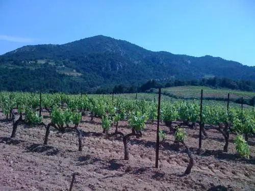 B&B - Le Vieux Figuier