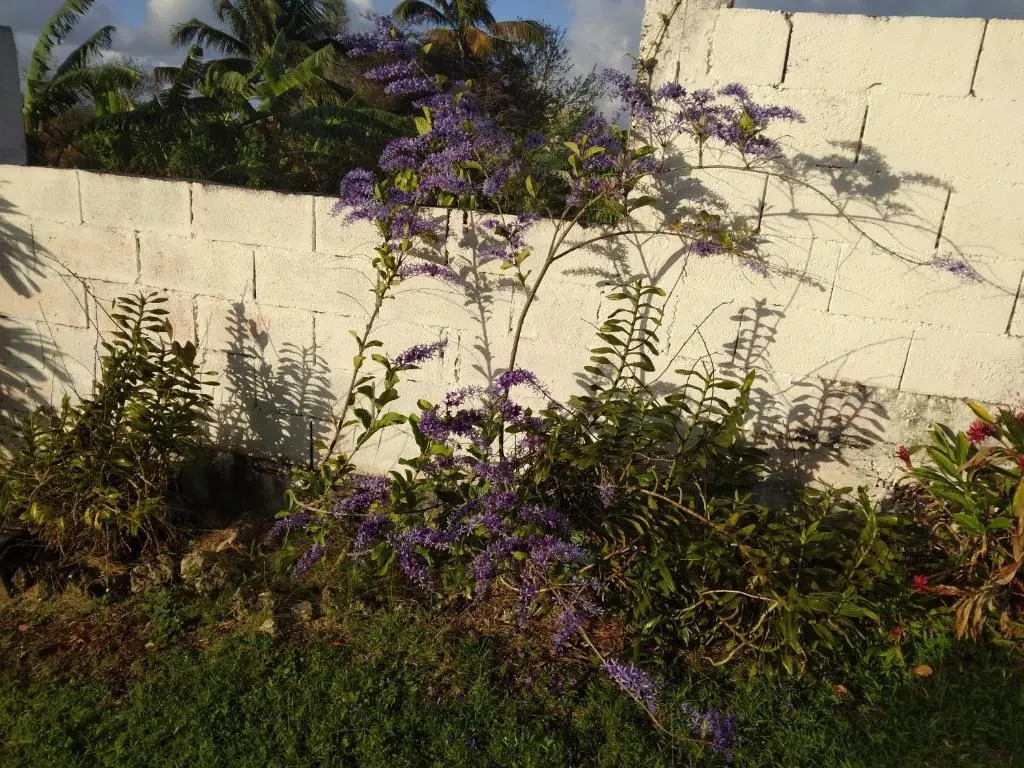 Les Bougainvilliers