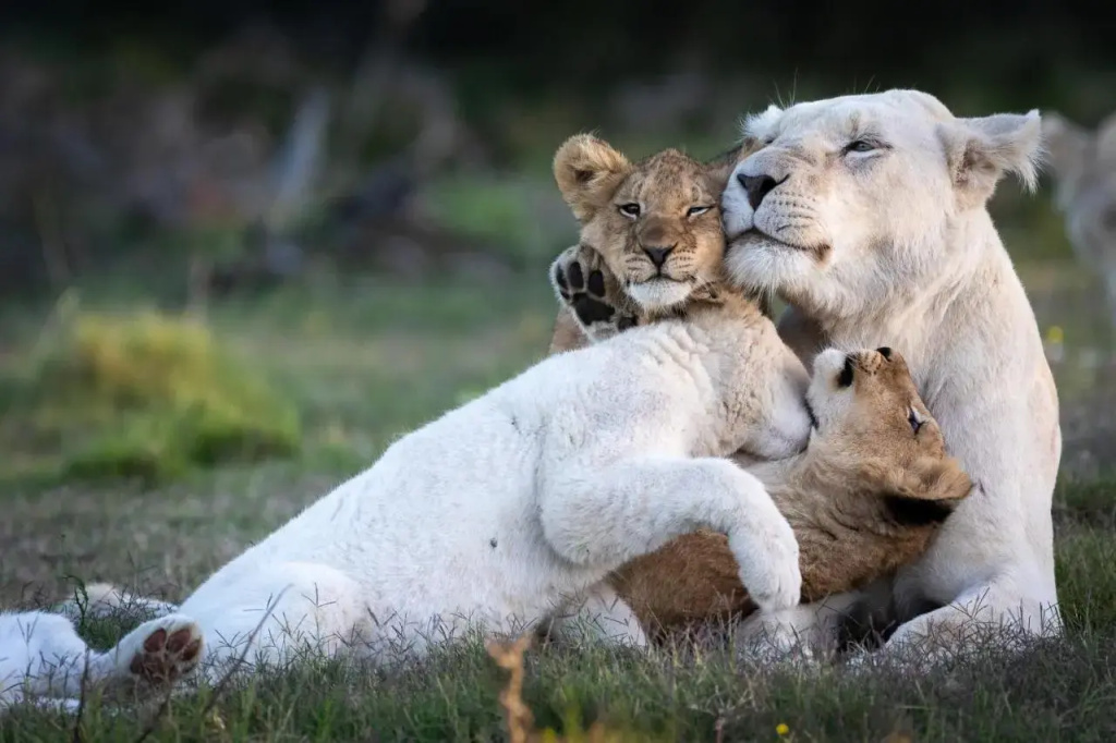 Pumba Private Game Reserve