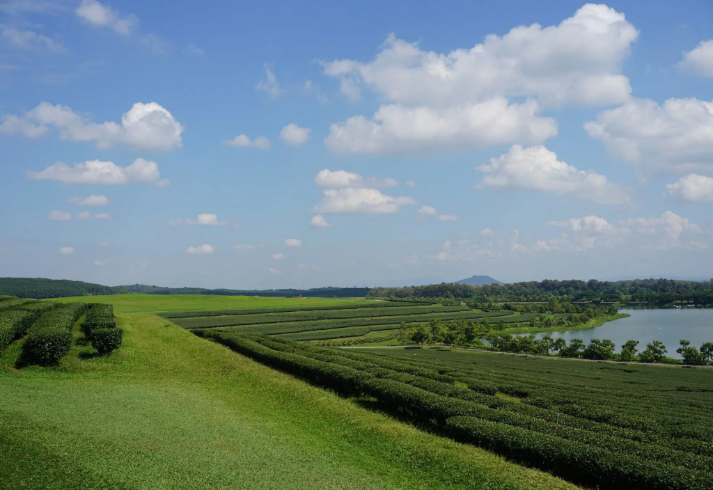 Singha Park Chiang Rai Camping