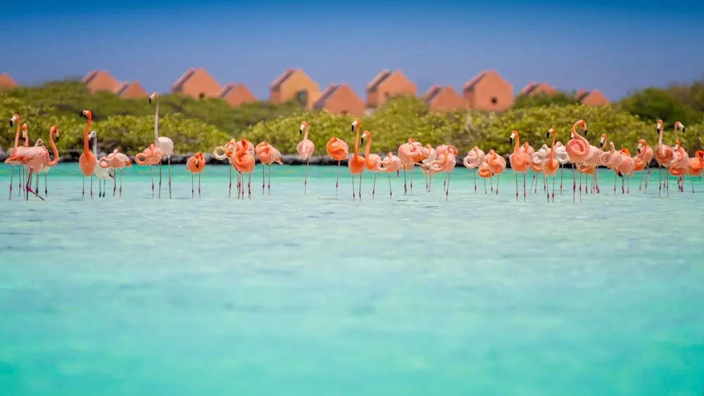 BEACHES Studio Apartments Bonaire