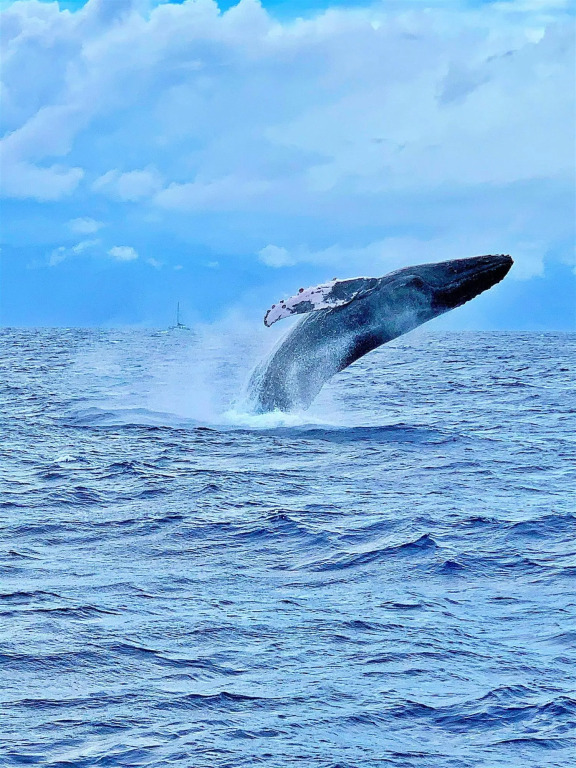 Kulakane 105 in Lahaina