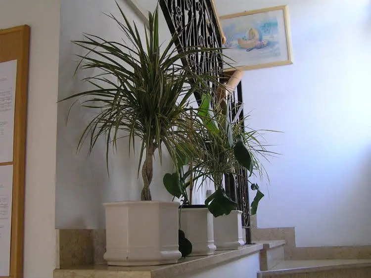Apartments Paloma Blanca
