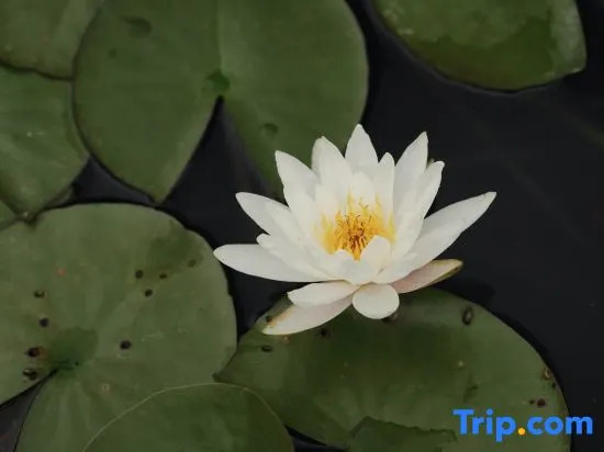tangzigu·Bowlinh Mountain Luxury Private Soup Beauty Villa