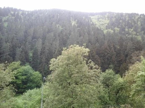 Zviad Guest House