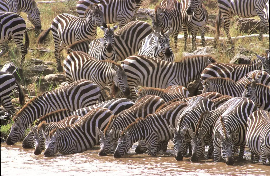Kenya Safari – Kenya Classic Keekorok (6 Nights)