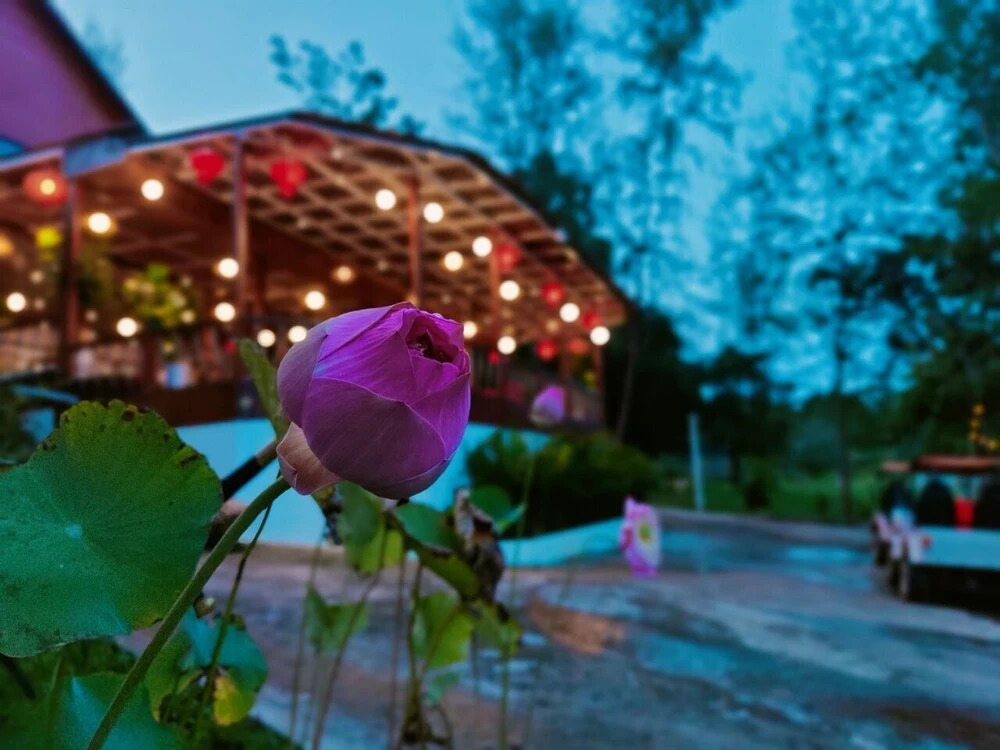 DG ROYAL Resort