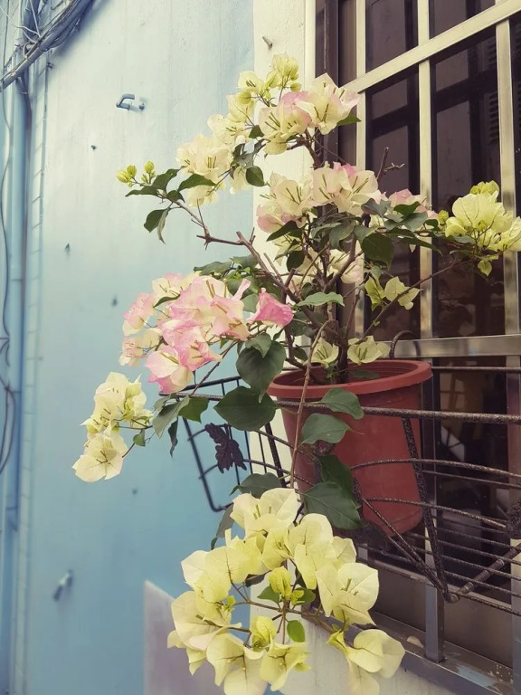 Wuju Wusu Homestay